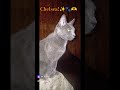 Позови Меня С Собой!🙏😇😻 #кошкачелси #челсикошка #челси #моякошка #красиваякошка #cat #кошки