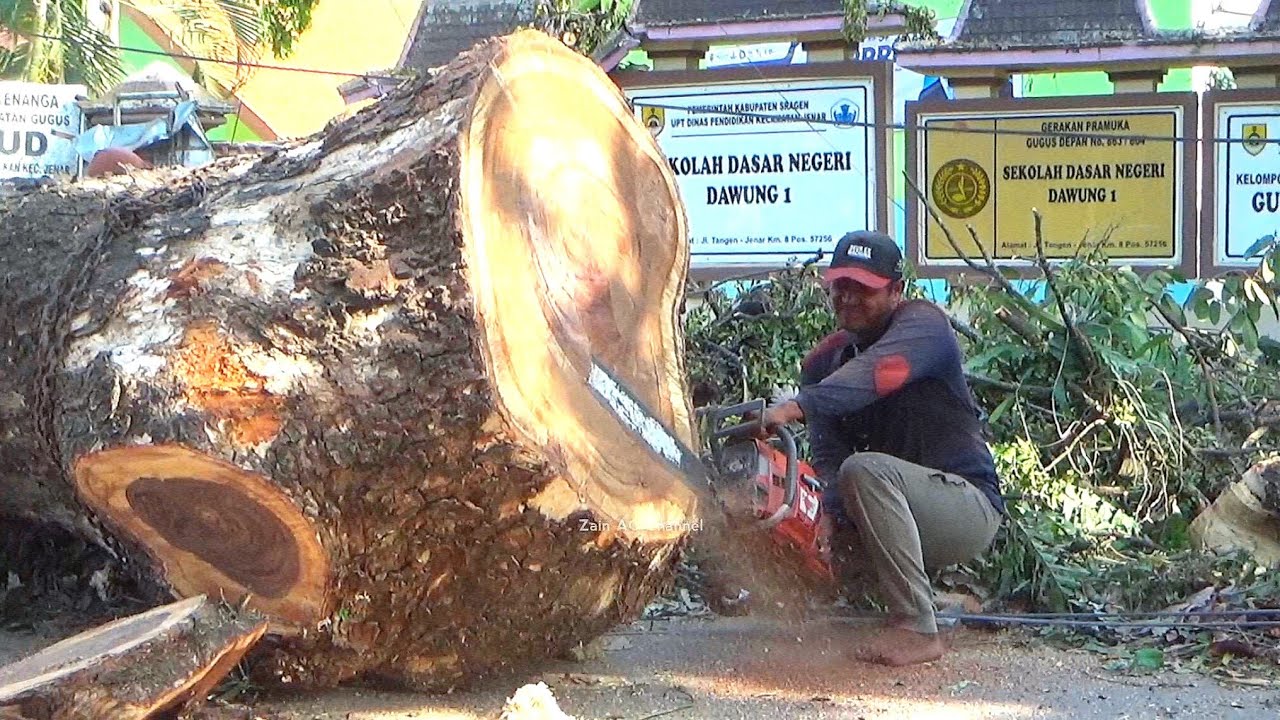 Опасно! Большое дождевое дерево срубают, наклоняя его в сторону школы.