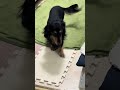 忠犬ハチ公の様。ママを待つ、むむが愛おしい😌【ミニチュアダックスフンド】夢夢。 #dog #癒し #kawaii #可愛い