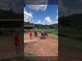 Bayi Gajah Terperosok Jatuh