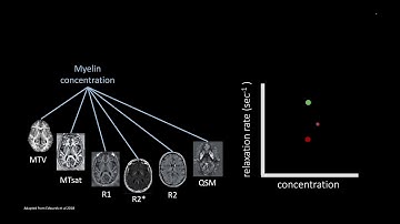 OHBM 2023 | Keynote | Aviv Mezer | Studying Ageing and Neurodegenerative Brain with Quantitative MRI