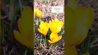 How crocuses bloom Timelapse crocus #crocuses #spring #primroses #flowers #shorts