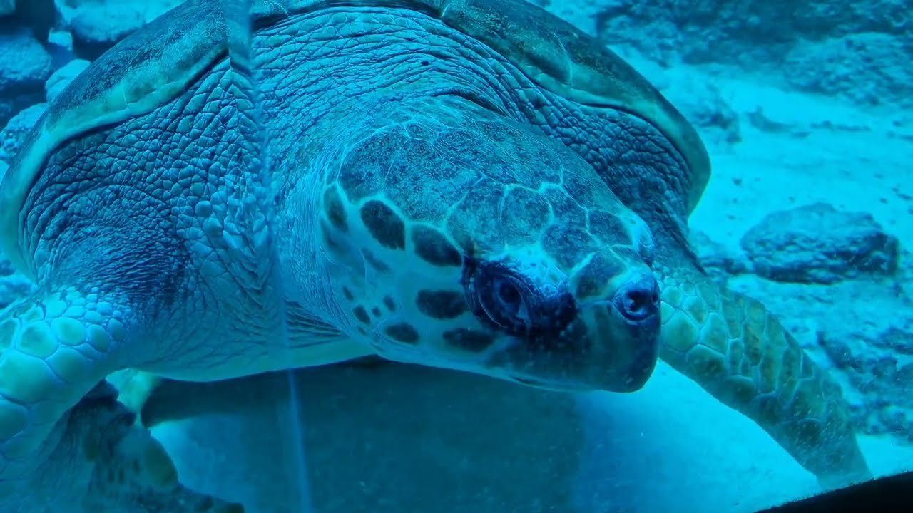 Edenya - Pairi Daiza