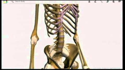 Google Body Android App Review