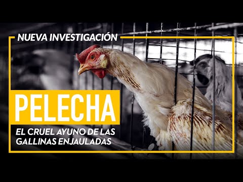 El cruel ayuno no intermitente de las gallinas