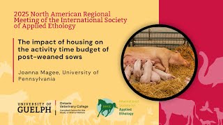 The impact of housing on the activity time budget of post-weaned sows