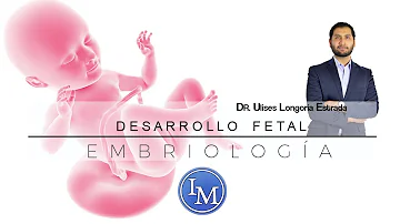 ¿Cuál es el periodo más crítico del desarrollo fetal?