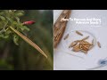How To Harvest And Store Adenium Seeds ? | Roy's Terrace Garden | Happy Gardening