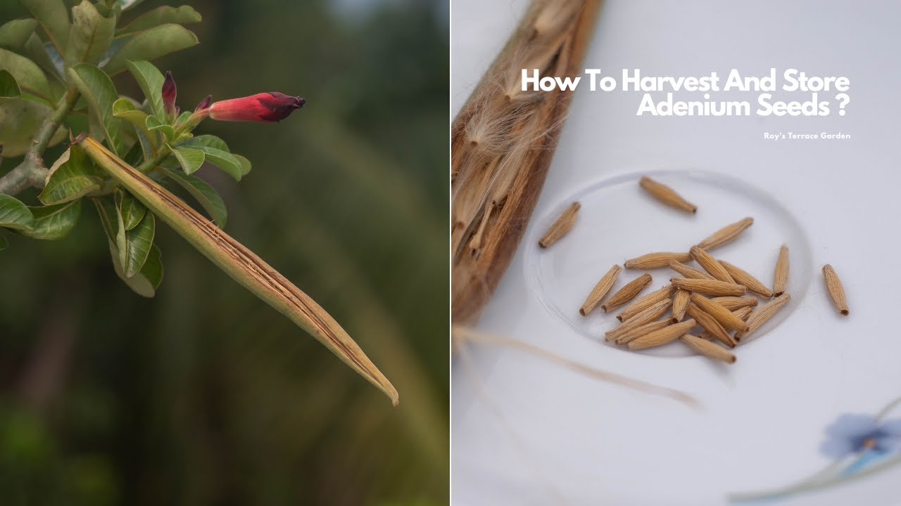 How To Harvest And Store Adenium Seeds ? | Roy's Terrace Garden | Happy  Gardening