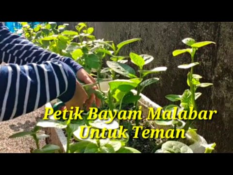 Video: Panen Bayam Malabar - Kapan Memetik Bayam Malabar Di Kebun