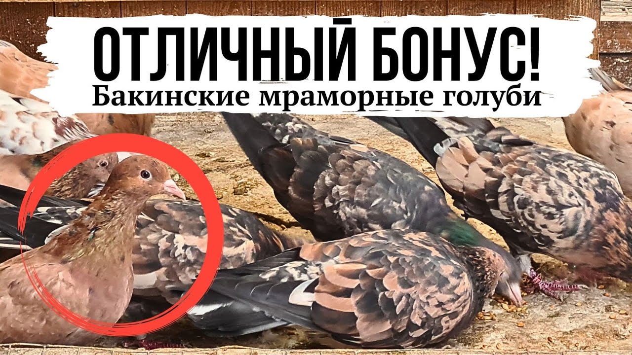 Рыжие-желтомрамраморные бакинские голуби | St (Stipper) / Almond baku high-flying pigeons
