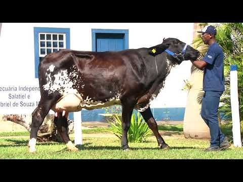 LOTE 47   RESSACA -   4º LEILÃO FAMÍLIAS - DOMINGO, 13 DE JUNHO, 10HS - REMATEWEB PLUS