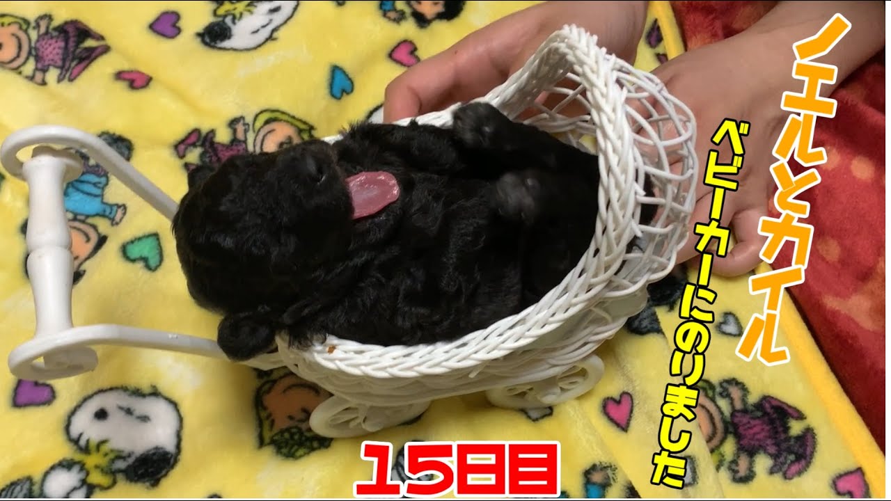 トイプードル 生後15日目のお母さんノエルと赤ちゃんカイル 子犬 Youtube