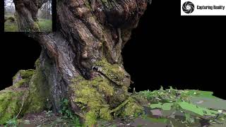 3D Model of a tree