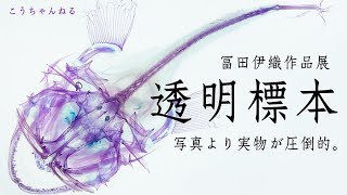 冨田伊織作品展「透明標本」がキレイすぎる！ (New World "Transparent Speciments" / Iori Tomita)