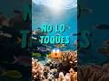 No lo toques 😲😳 #animal #animals #pulpo