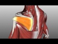 Rotator Cuff Tutorial - Anatomy Tutorial