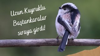 Uzun Kuyruklu Baştankaralar sıraya girdiler, gözlerime inanamadım!