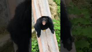 The mysterious disease affecting chimpanzees revealed? 😱🐒 #wildvibeworld #funnyanimals