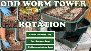 Strange But Effective Way to Rotate & Harvest Your Worm Tower | Vermicompost Worm Farm