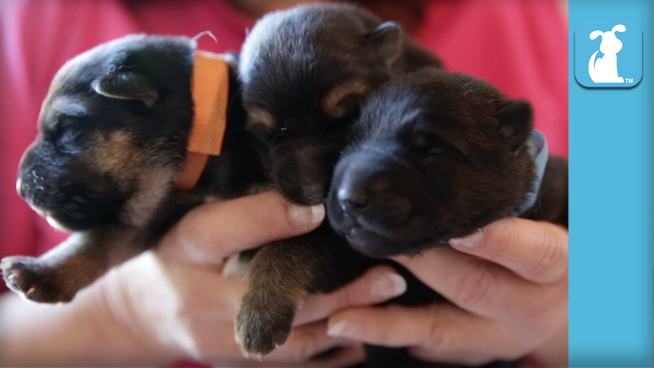 5 day old puppies