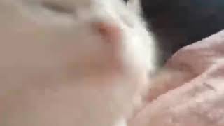 cat vibing to xiaomi default ringtone