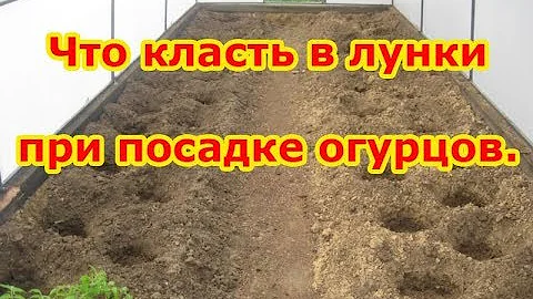 Что кладем в лунки при посадке огурцов
