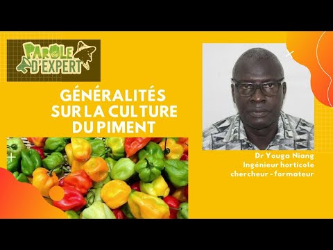 PAROLE D'EXPERT généralités sur la culture du piment