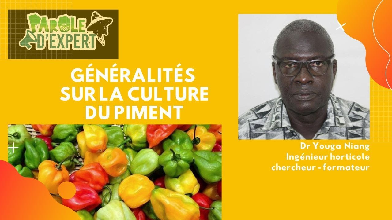 PAROLE D'EXPERT généralités sur la culture du piment