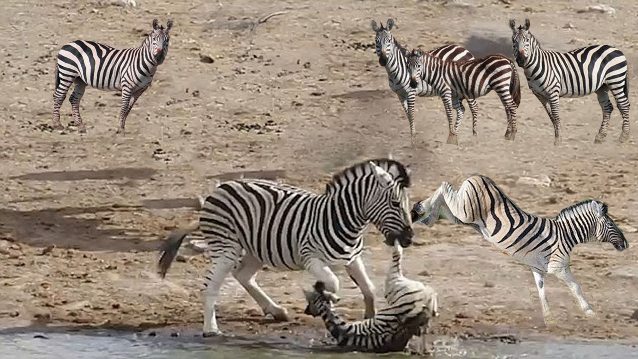 What A Surprise.Zebras Try To Kill The Foal While She Fights To Save