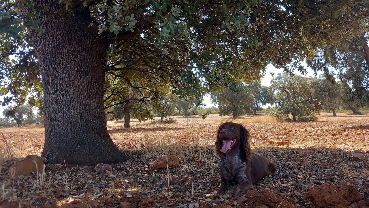 Al Laito De Mi Perro - Manuel Picón (Videoclip Oficial)