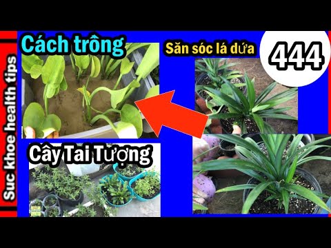 Video Cách trồng CÂY TAI TƯỢNG, LÁ DỨA tốt ở VƯỜN GIANG,#444... - youtube
