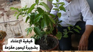 كيفية العناية بشجرة الليمون القزم/ زراعة الاشجار المثمرة في أصيص.