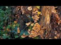 Magical Autumn // Chiswick park, London. GH5 🌲