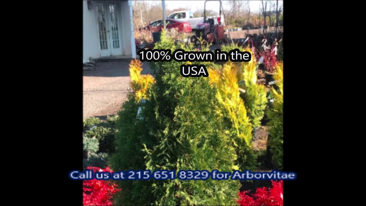 Arborvitae Similar to Emerald Greens which have deer Resistance YouTube