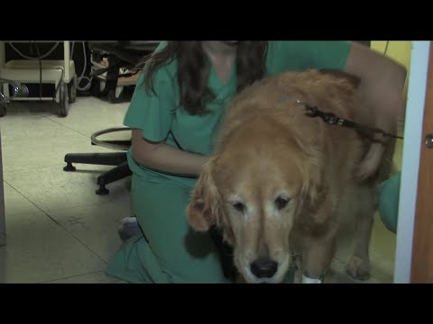 Video: FDA Memperingatkan Pet Orangtua Tentang Krim Kanker Kulit