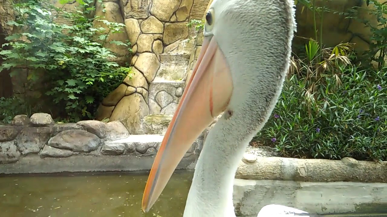 Burung Pelikan 