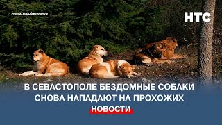В Севастополе бездомные собаки снова нападают на прохожих
