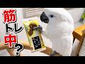 千葉土産を見せたら筋トレを始めたオウム