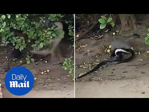 Video captures two huge snakes 'in combat' falling through suburban roof