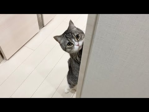 ちょっとトイレに行くだけで寂しがり屋の猫がこうなります Youtube