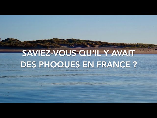 Où voir des phoques en France by Nomad Diver