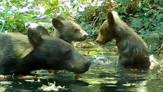 Mama Bear And Her Three Cubs Visit The Community Pool In The Angeles National Forest
