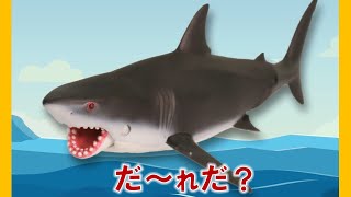 【公式】びーくるずー 「どうぶつのなまえをおぼえよう！３」【トミカ・プラレール・アニア】