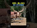 世界一長い角を持つ牛の特技🐃 #動物 #動物の世界