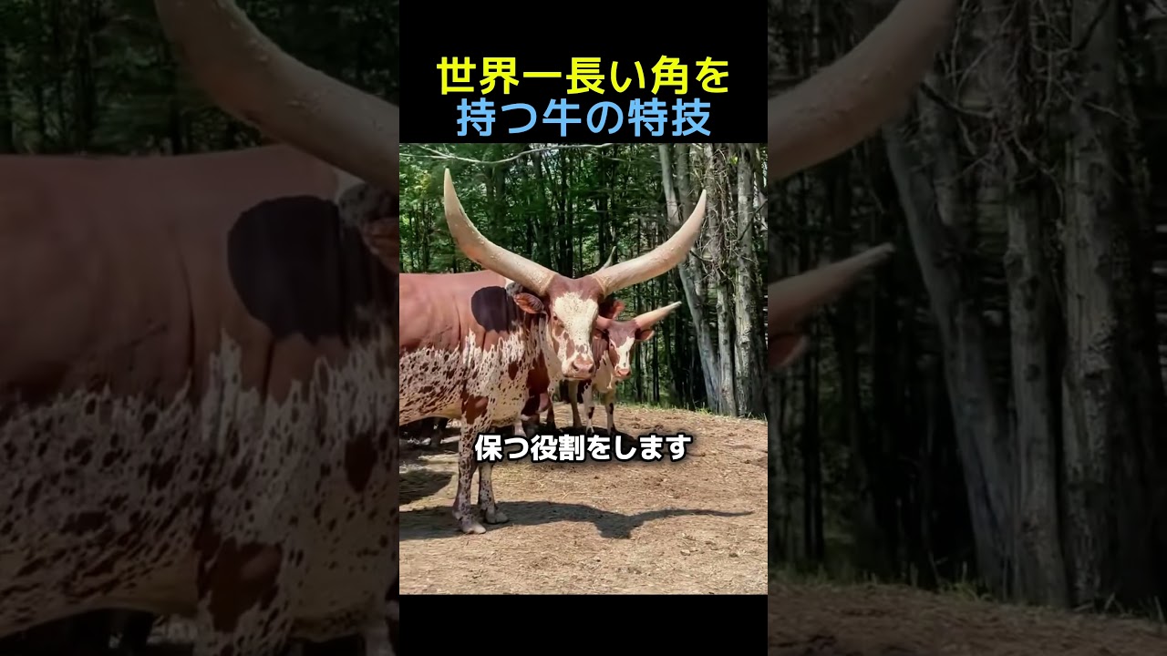 世界一長い角を持つ牛の特技🐃 #動物 #動物の世界