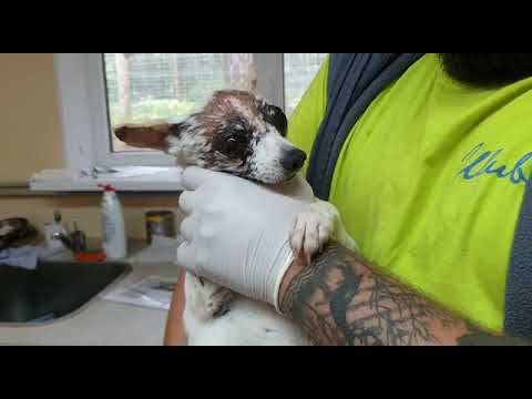 Video: Suņu Acu Traumas - Acu Traumas Suņiem
