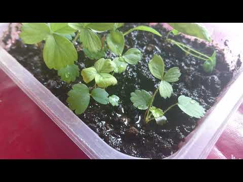 Video: Semená Coleus: Pestovanie Sadeníc Doma. Ako Vyzerajú Semená Coleus A Kedy By Mali Byť Vysadené?