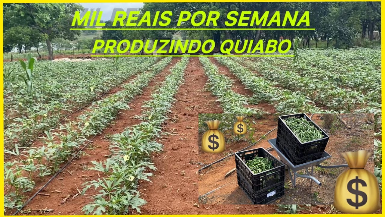 MIL REAIS POR SEMANA EM 900 METROS QUADRADOS COM O QUIABO 💰🤠