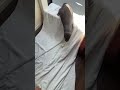 Belle Stole the Towel… Then This Happened